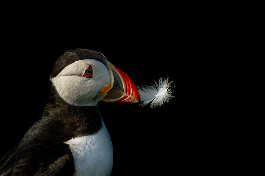 Though Puffins generally do not build much of a nest in their burrows, attractive items such as feathers and flowers are often gathered.