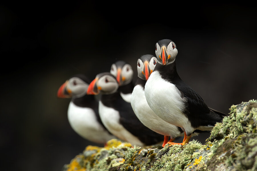 During the second half of summer, Puffin numbers peak. This is when the colony numbers swell with thousands of non-breeding birds (under the age of four) return to practice their social skills for their adult years ahead.