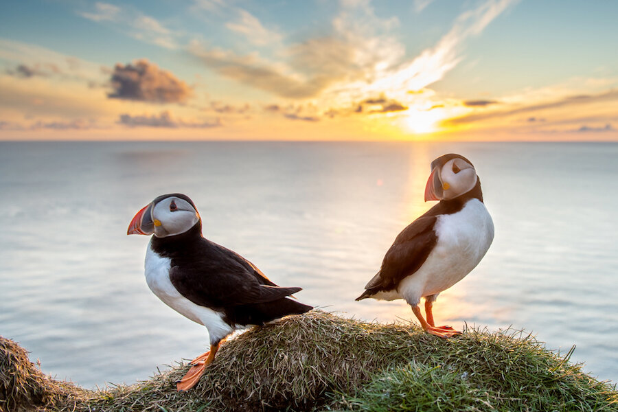 Putting aside the long lens and using a wide angle is a marvelous way to shoot creatively for photographers and put Puffins in context to their environment.