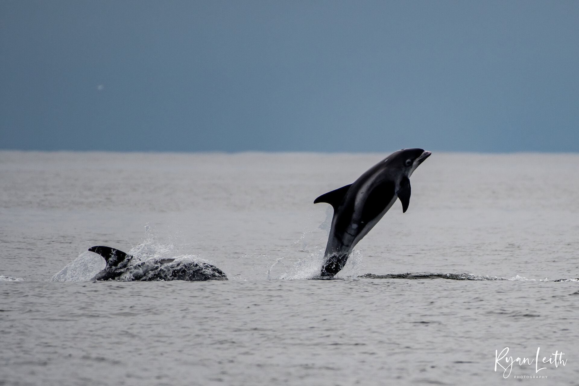 A white-beaked dolphin breaching south of the island of Noss.