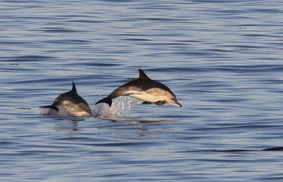 Common dolphins photographed in November 2023 from Burravoe in Yell, Shetland. | Emma Steel/Shorewatch