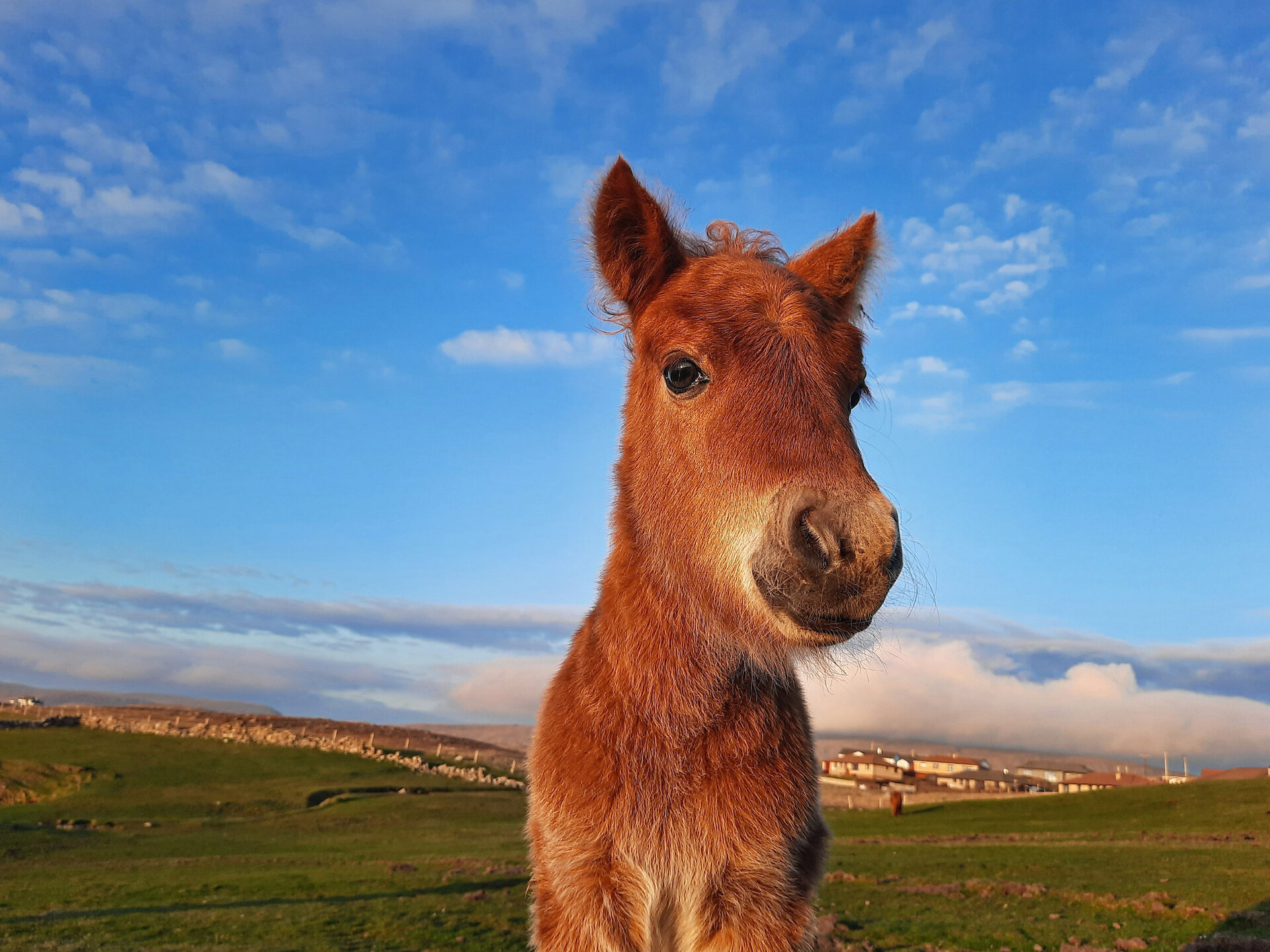 One of the many Shetland pony foals born each spring.