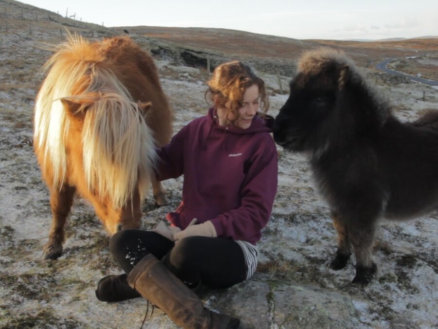 Foaling time is exciting but exhausting for those who keep Shetland ponies.