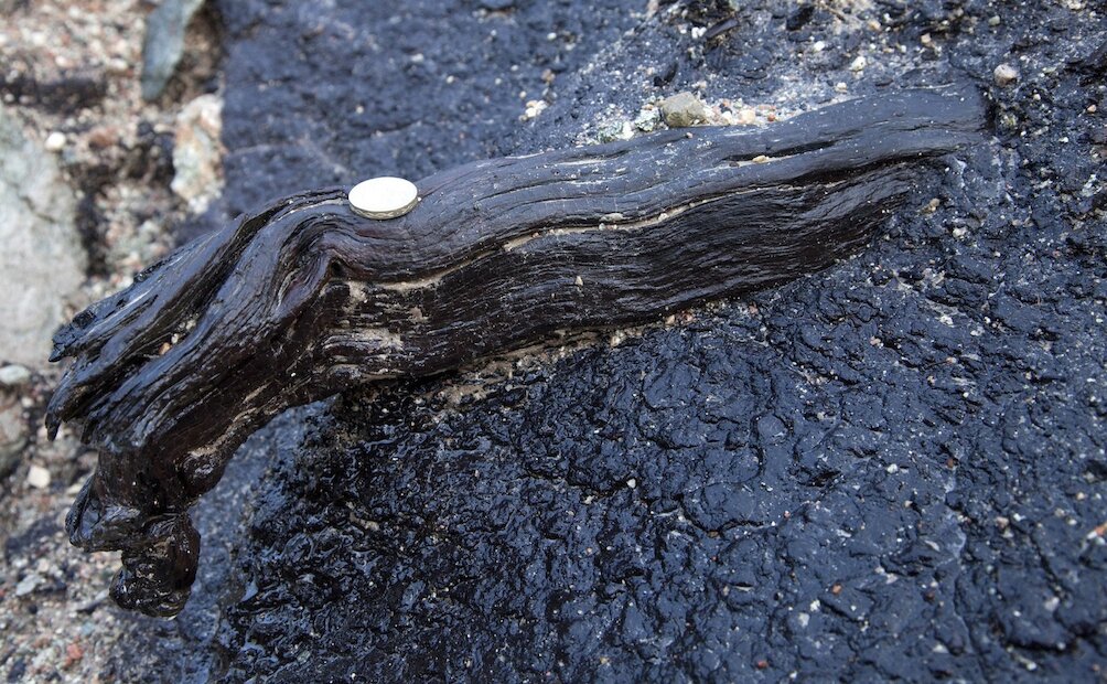 Tree branch within the peat layer at Fugla Ness