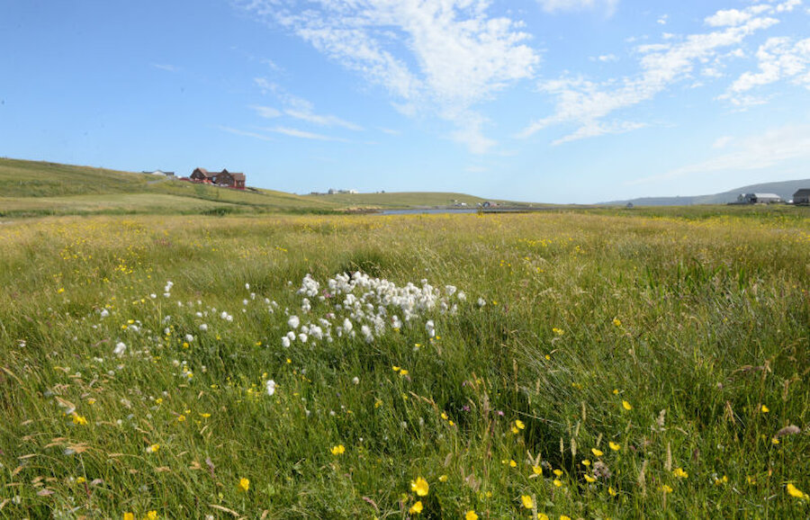 Summer sees Shetland's wild flower meadows - like these in Cunningsburgh - burst into bloom (Courtesy Alastair Hamilton)