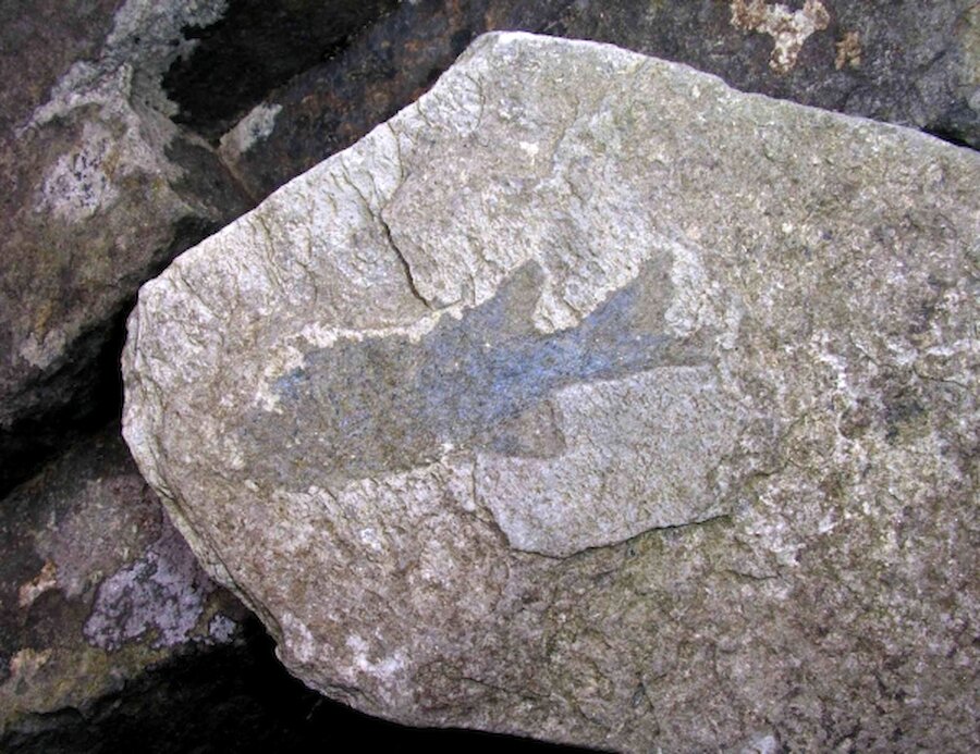 Fossil Fish