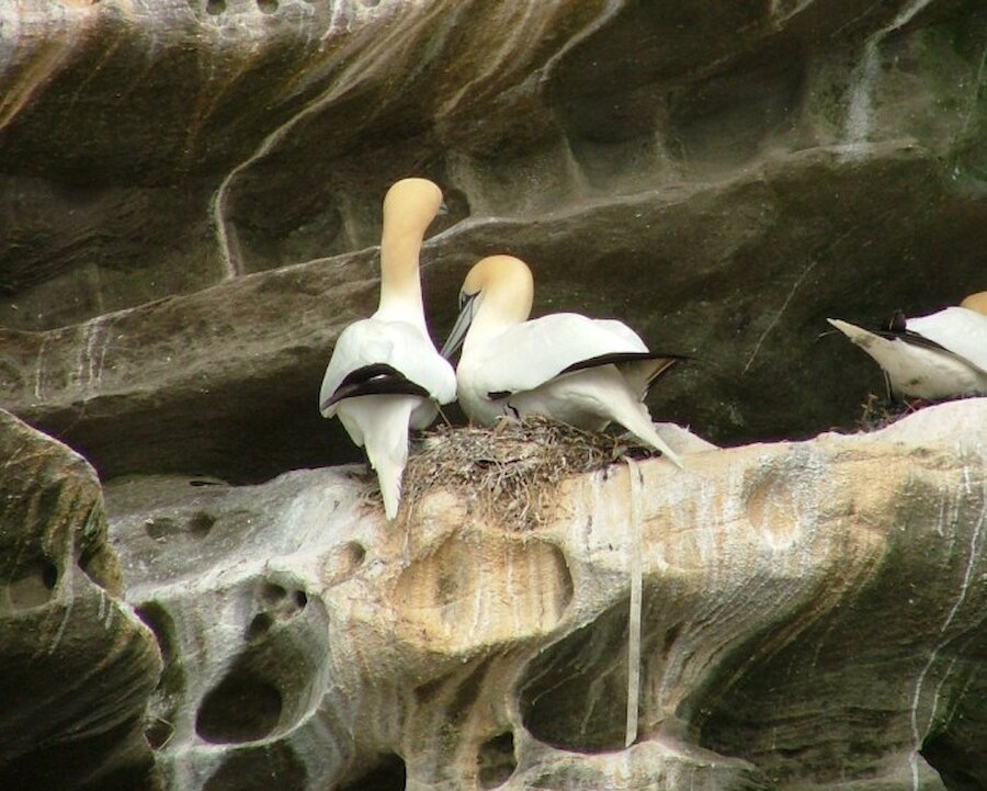 Gannets on Noss.