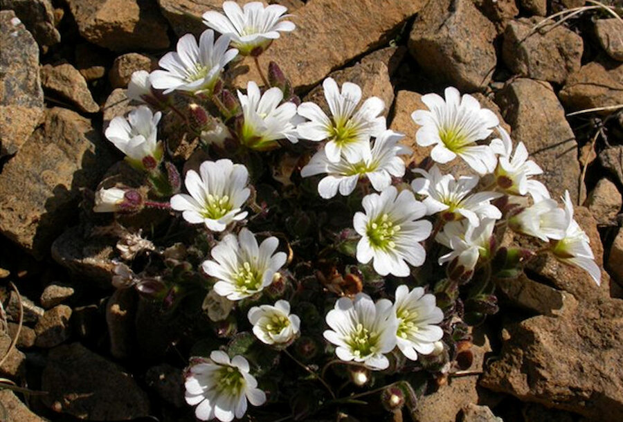 Edmonston's chickweed.