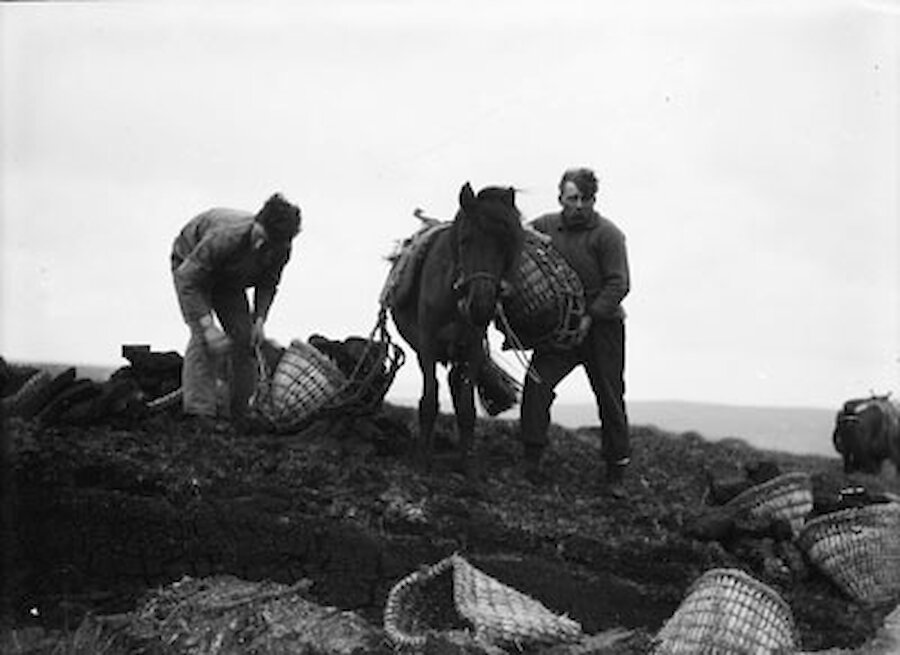 Ponies being used to load peats in Fetlar.