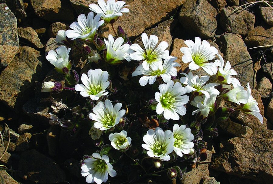 Edmonston's Chickweed