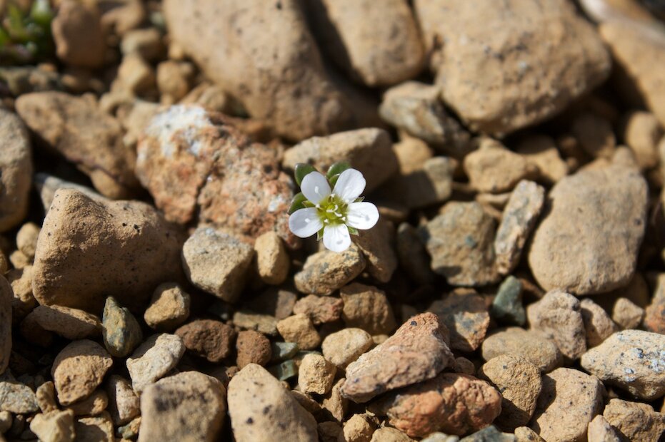 Norwegian Sandwort