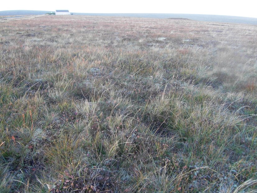 Serpentine heathland | Shetland Amenity Trust