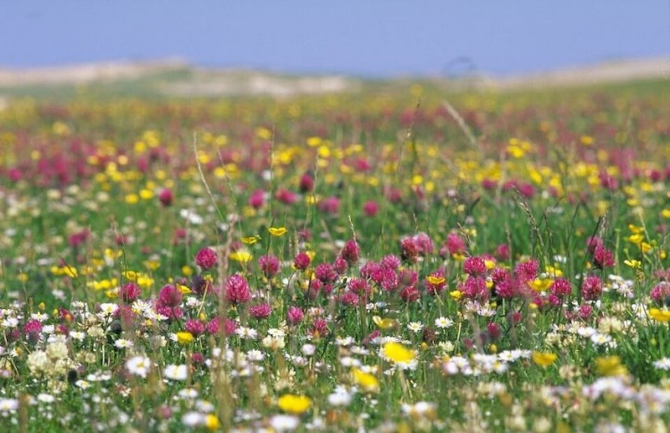 Machair | Shetland Amenity Trust