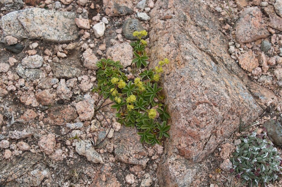 Alpine Lady's Mantle