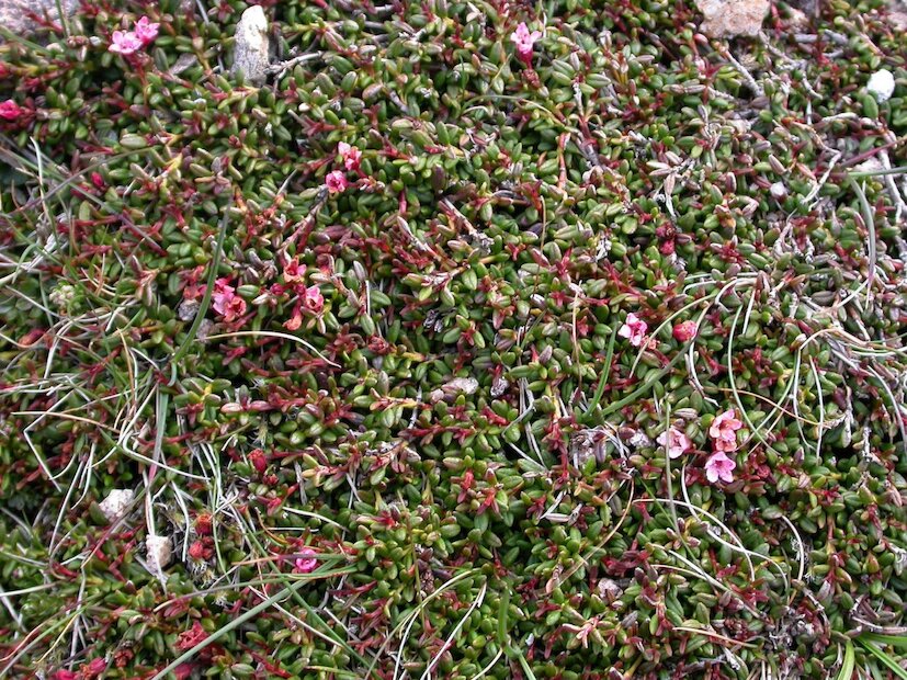 Mountain Azalea