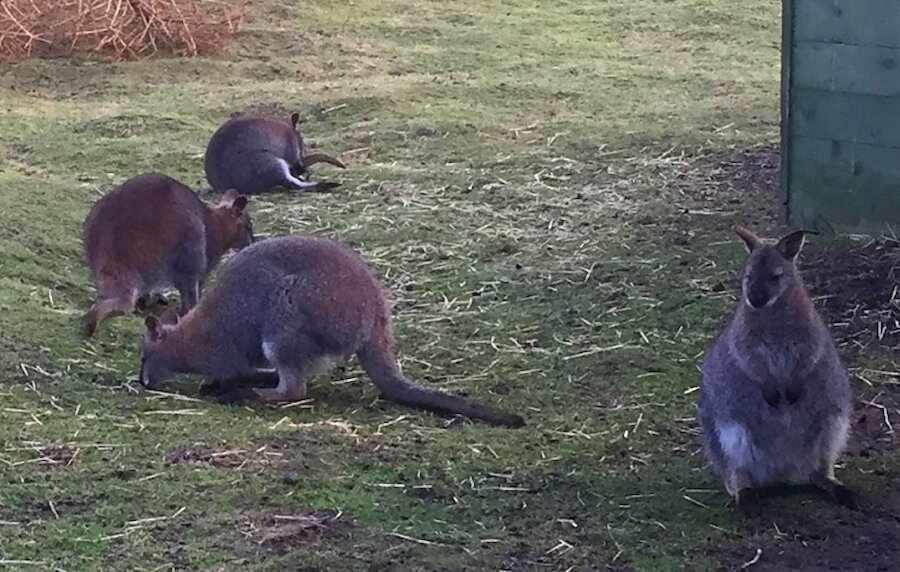 Wallabies, East Burra | Alastair Hamilton