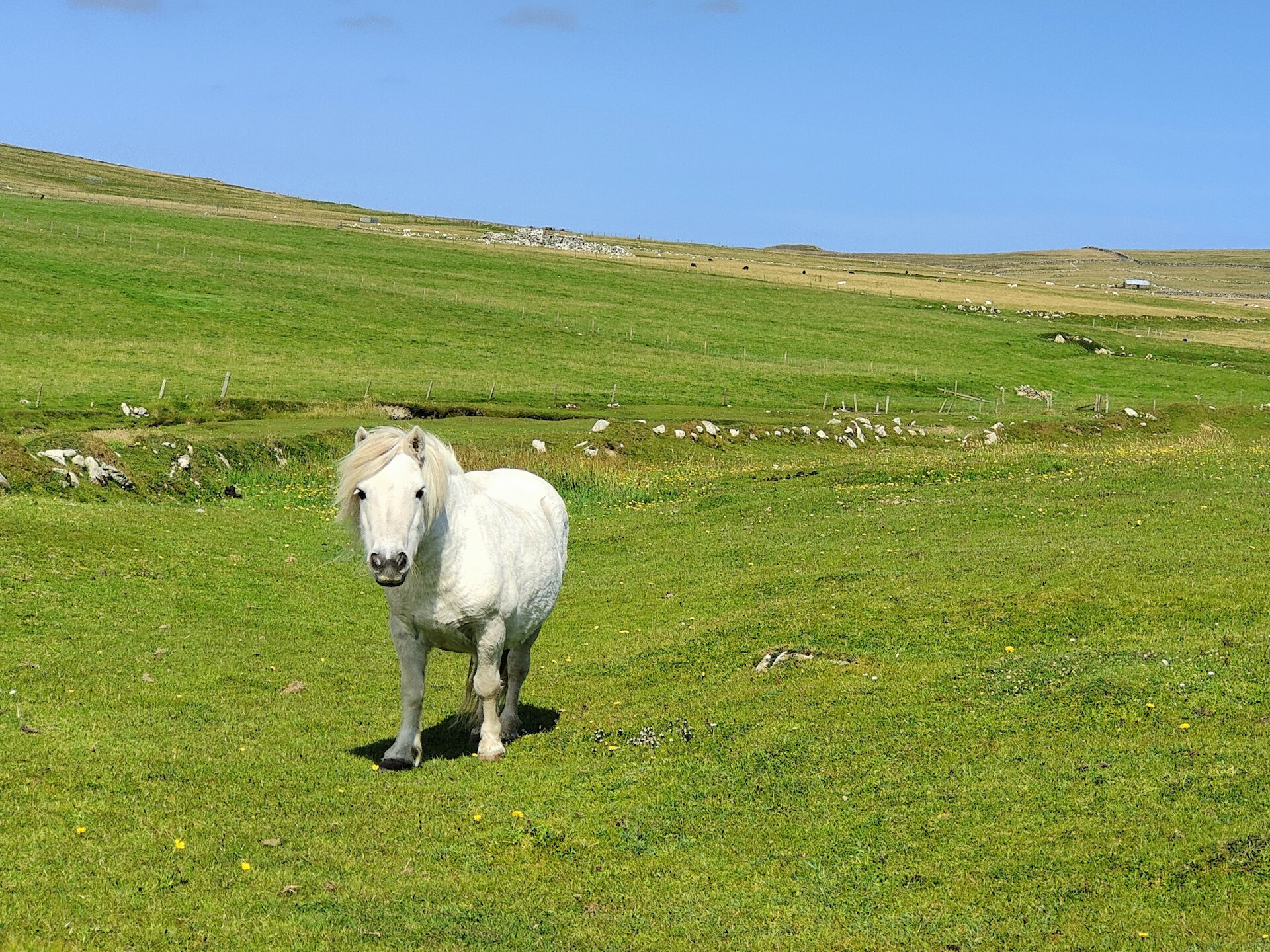 Shetland ponies still graze in Fetlar, where they once were used to help gather peat.