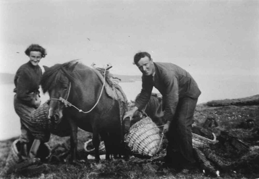 Ponies were used to transport kishies of peat from the hills in Fetlar.