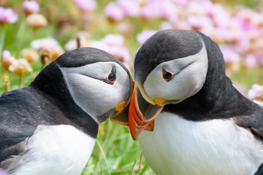 Stephen Johnson's winning puffins image.