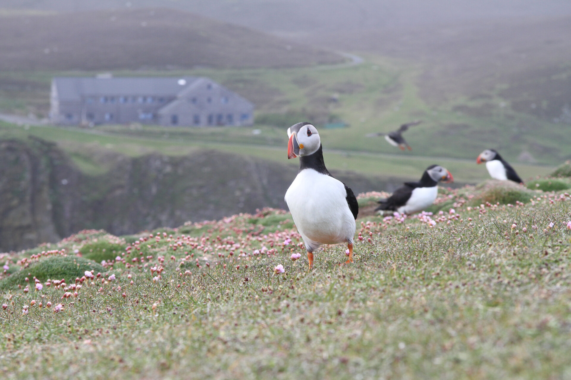 Puffins in Fair Isle, with the old observatory in the background.