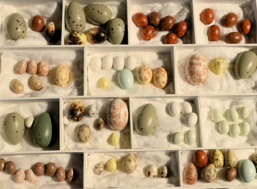 Part of a display of replica eggs; the originals were recovered from a convicted egg collector (Courtesy Artangel/Shetland Arts/Alastair Hamilton)