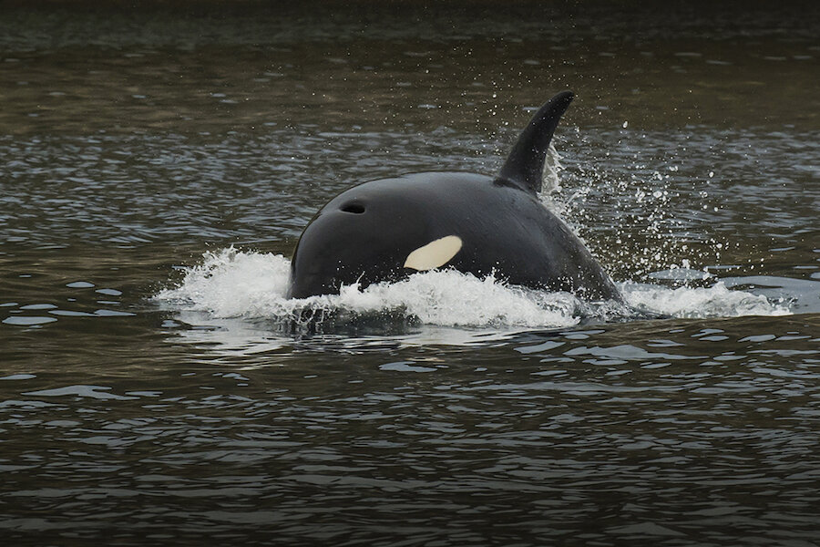 Orca - courtesy Brydon Thomason