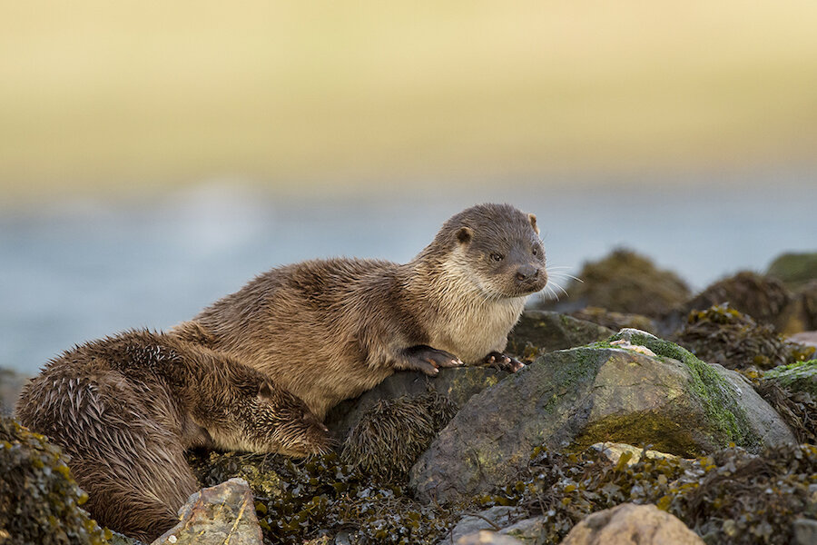 Otters - courtesy Brydon Thomason