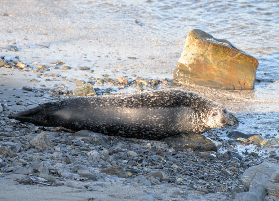 On a coastal walk, a seal keeps an eye on me (Courtesy Alastair Hamilton)