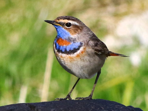 A superb spring of rare birds in Shetland | Shetland.org