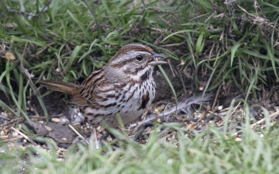 Song Sparrow. Photo: Roger Riddington