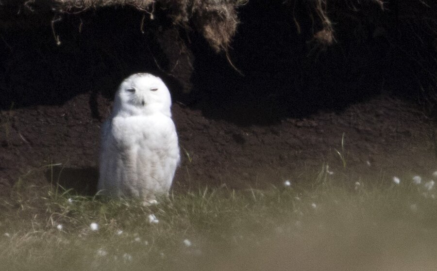 Photo: Snowy Owl. Photo: Ian Cowgill