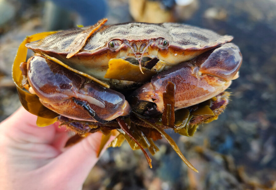 Shetland Rockpool Safaris