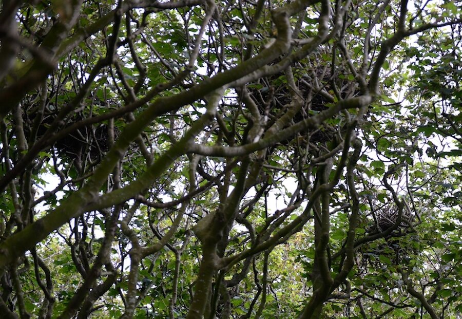 Some of the nests in Britain's northernmost rookery (Courtesy Alastair Hamilton)