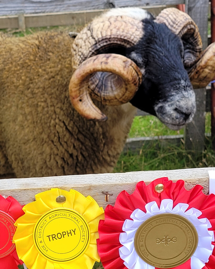 Rosettes at the Voe Show