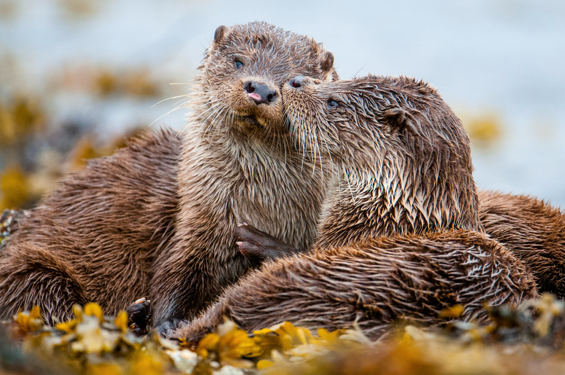 Shetland otters feature in the BBC wildlife show, Parenthood.