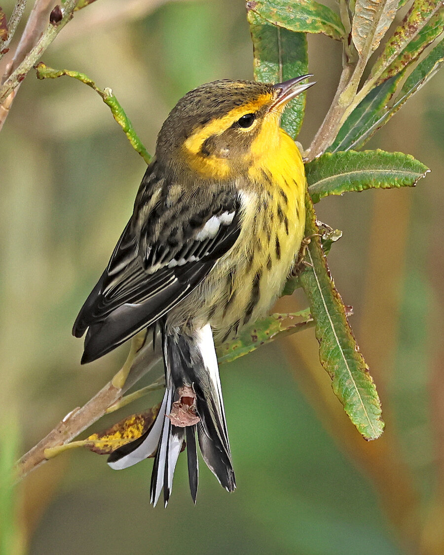 Blackburnian Warbler. This one was photographed in Geosetter, South Mainland.