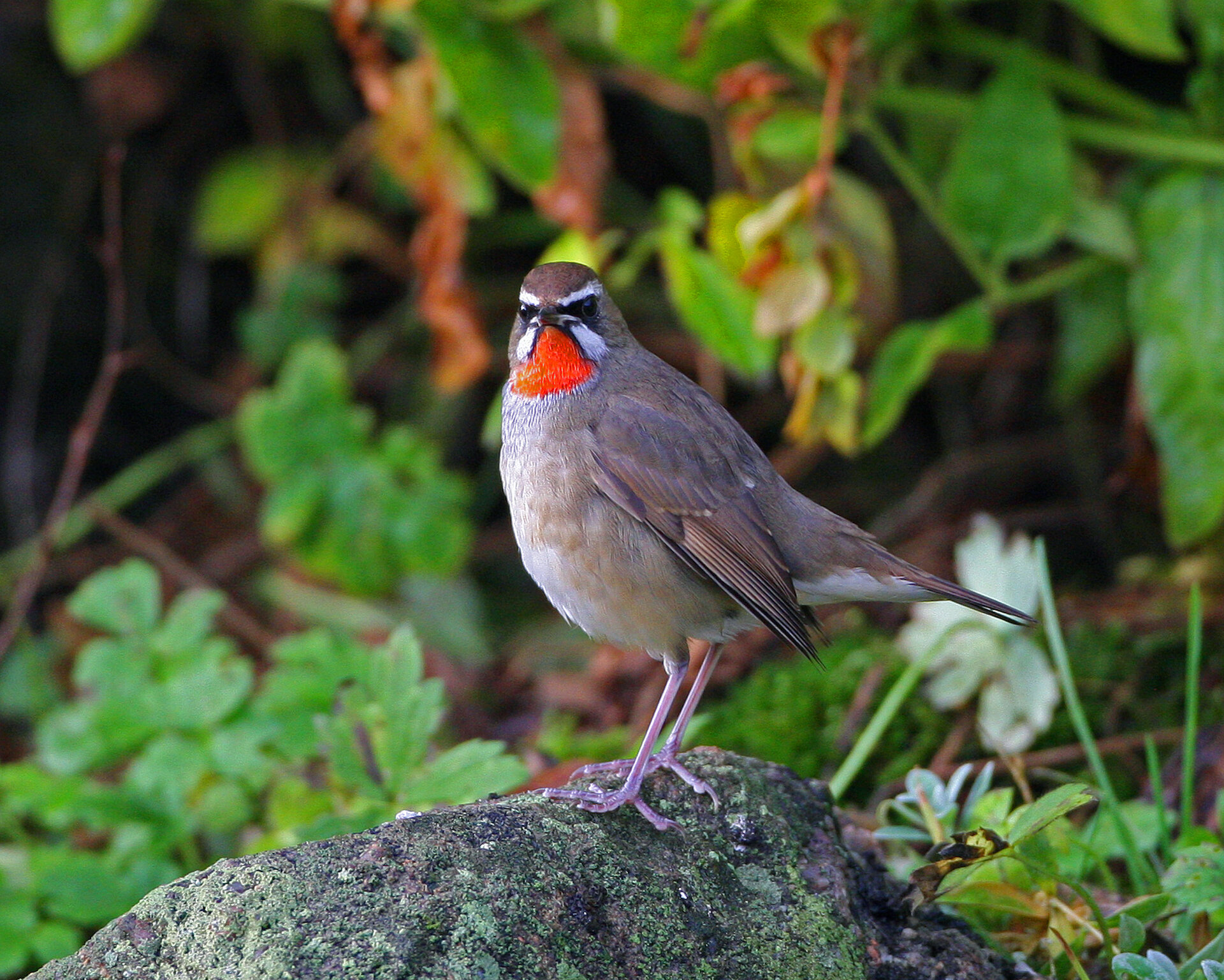 Siberian Rubythroat at Gulberwick.