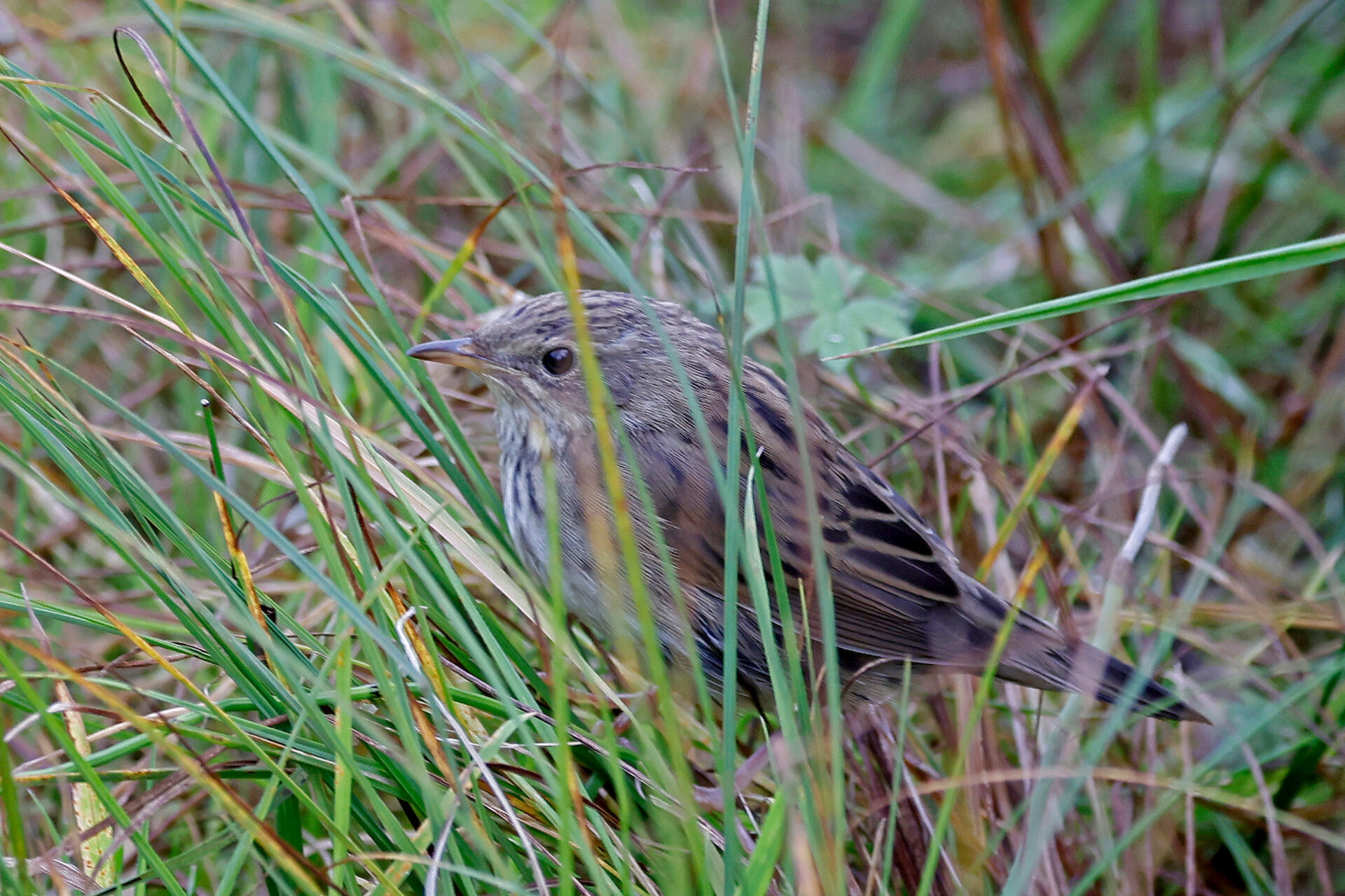 Lanceolated Warbler photographed in Wester Quarff.