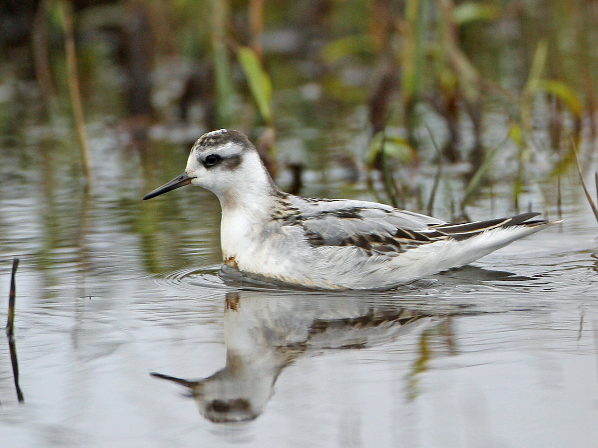 Grey phalarope at Spiggie.
