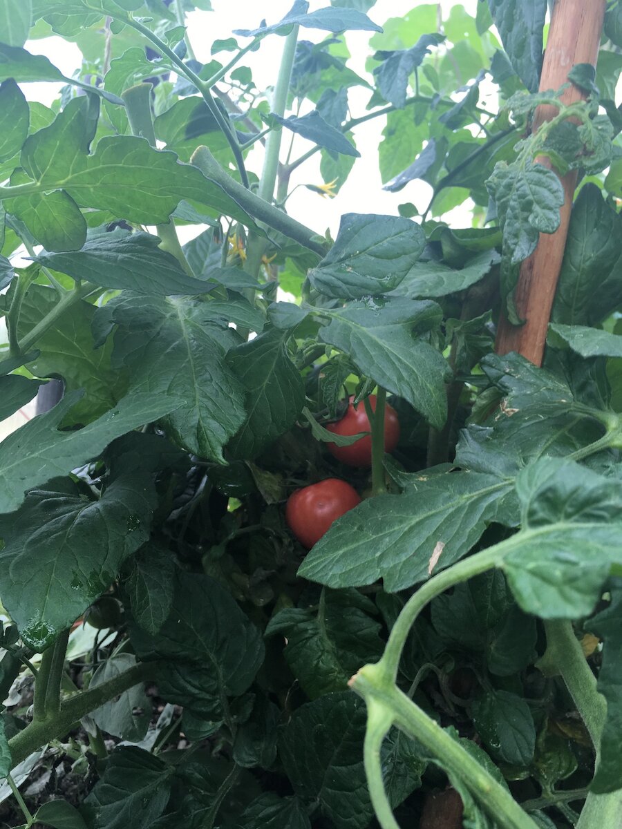 One of the Tesco tomatoes ripening on the vine - Lauren Doughton