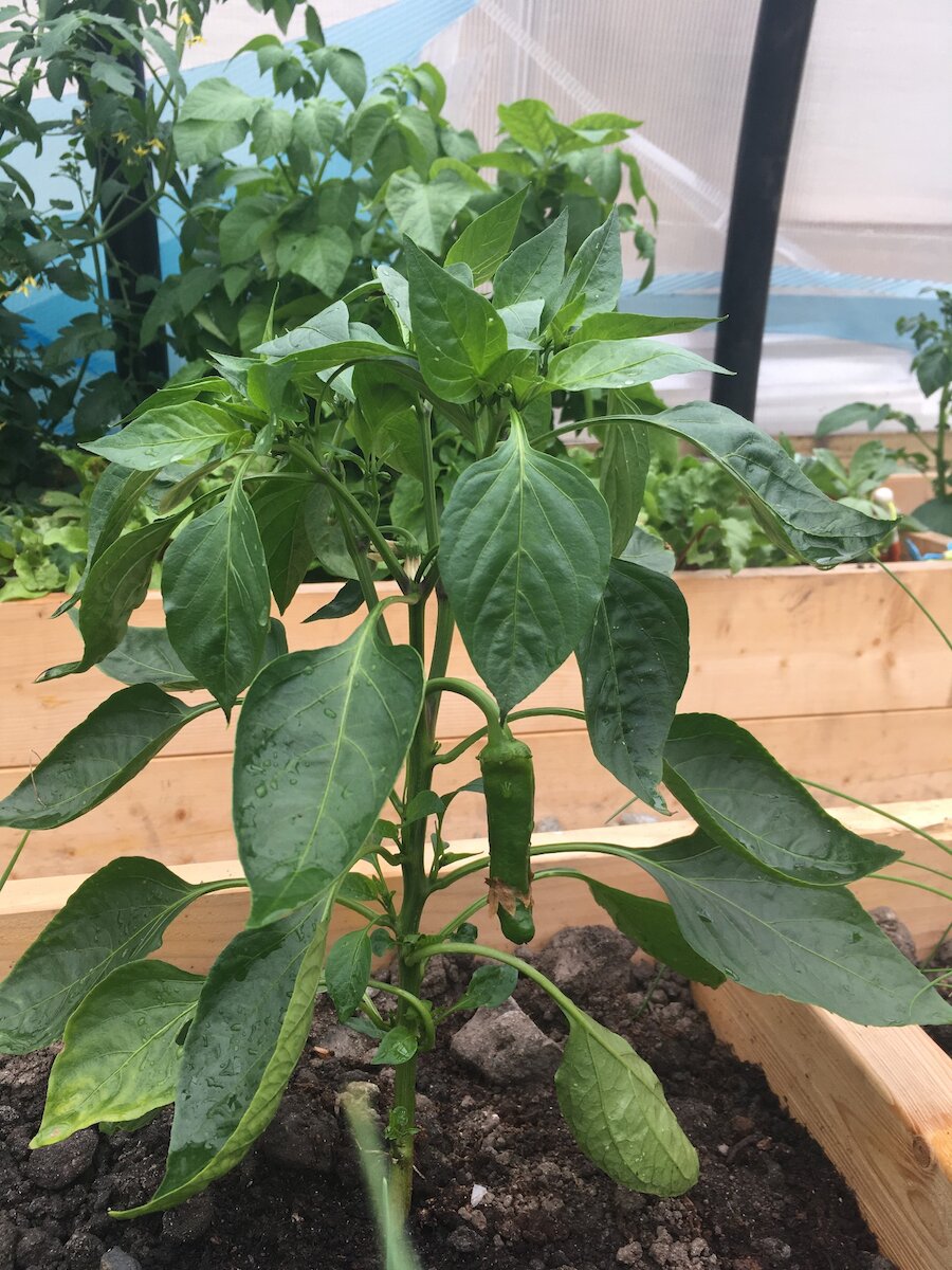 A chili pepper growing in one member's bed - Lauren Doughton