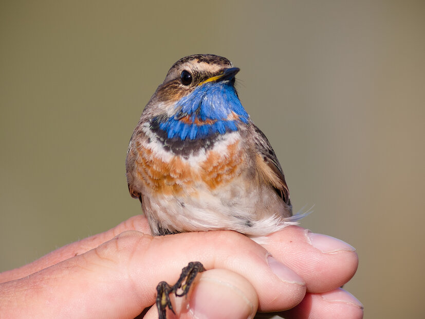Bluethroat | David Gifford