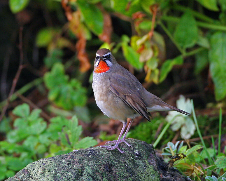 Siberian Rubythroat | Jim Nicolson