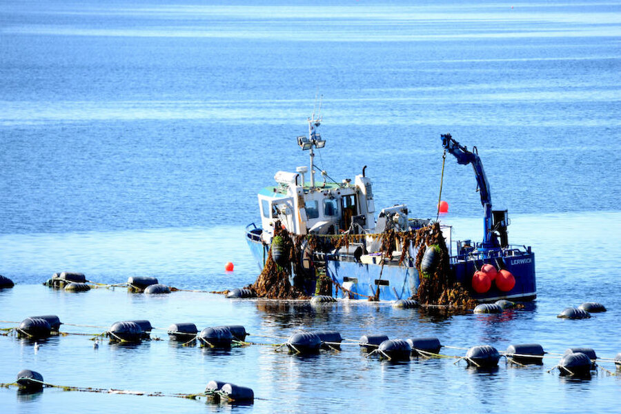 Mussel harvesting: the mussels grow, entirely naturally, on ropes suspended from buoys (Courtesy Alastair Hamilton)