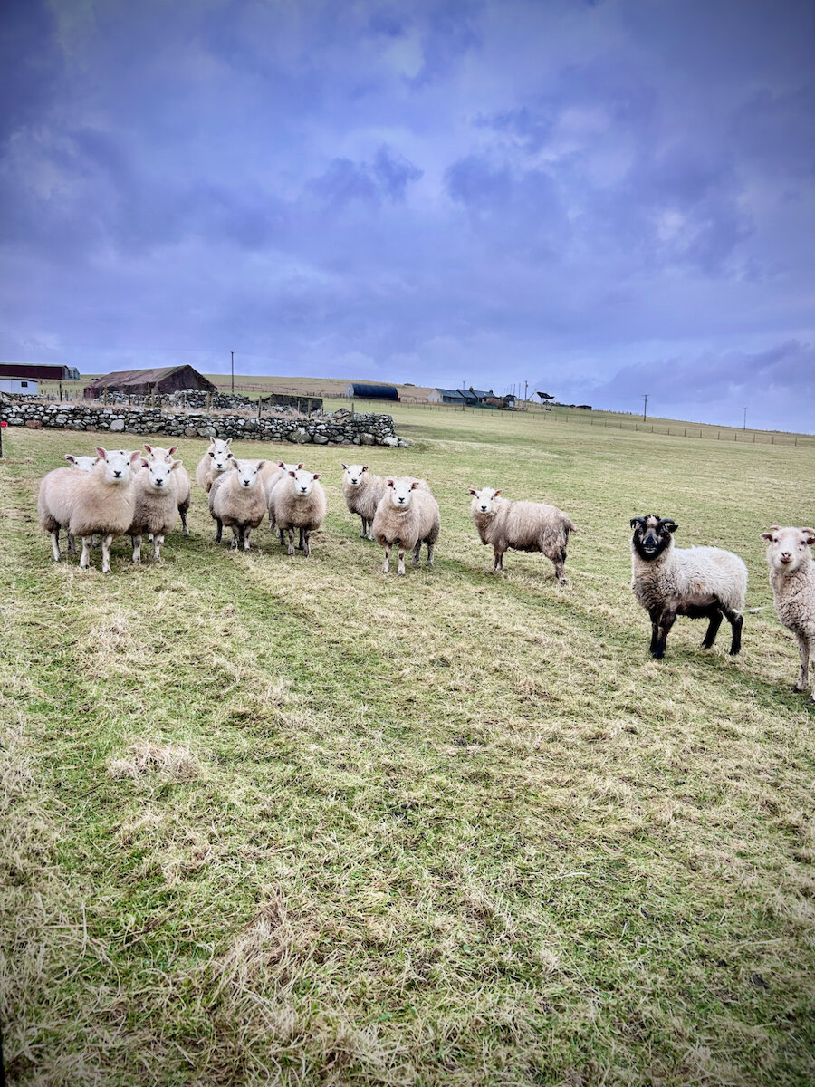 Sheep graze the land in Sullom, alongside the bomb crater site.