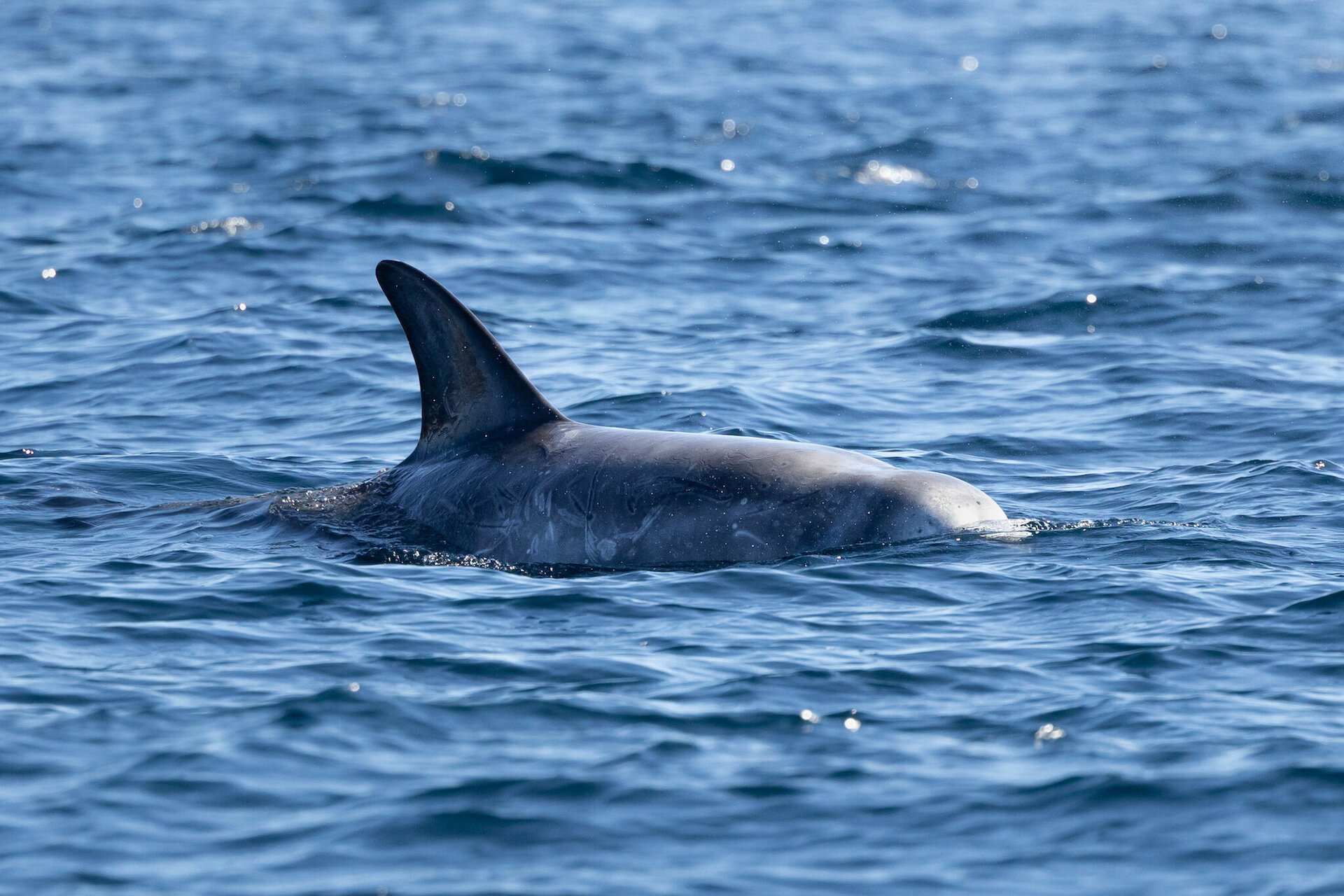 A Risso's dolphin identified in Shetland as "Individual C".
