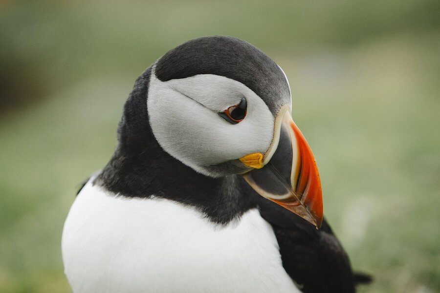 1. Puffin
