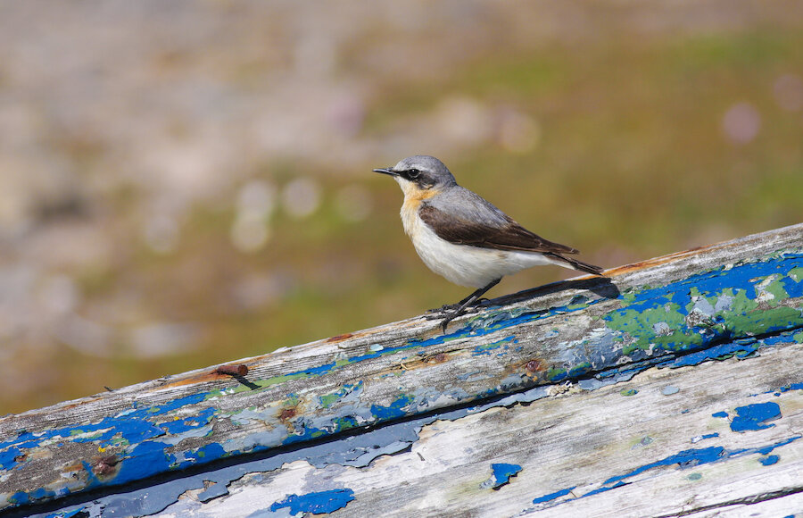 4. Wheatear