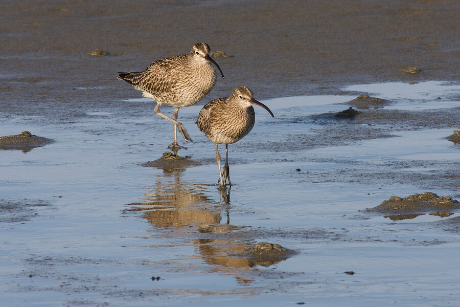 5. Whimbrel
