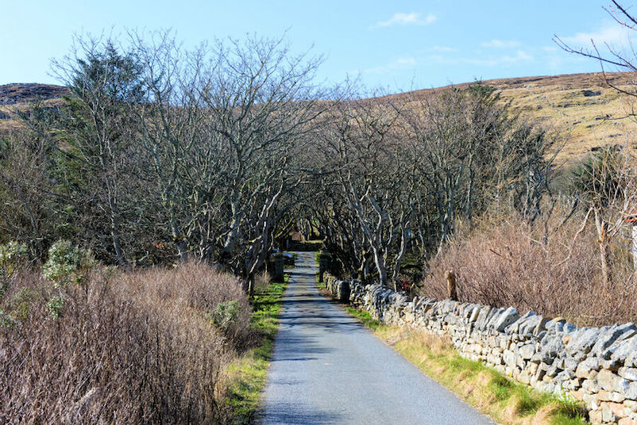 A view of the trees at Helendale, Lerwick in early spring (Courtesy Alastair Hamilton)